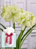 Amaryllis Marilyn