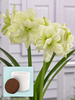 Amaryllis Marilyn