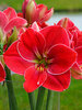 Amaryllis Magical Touch