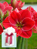 Amaryllis Magical Touch