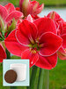 Amaryllis Magical Touch