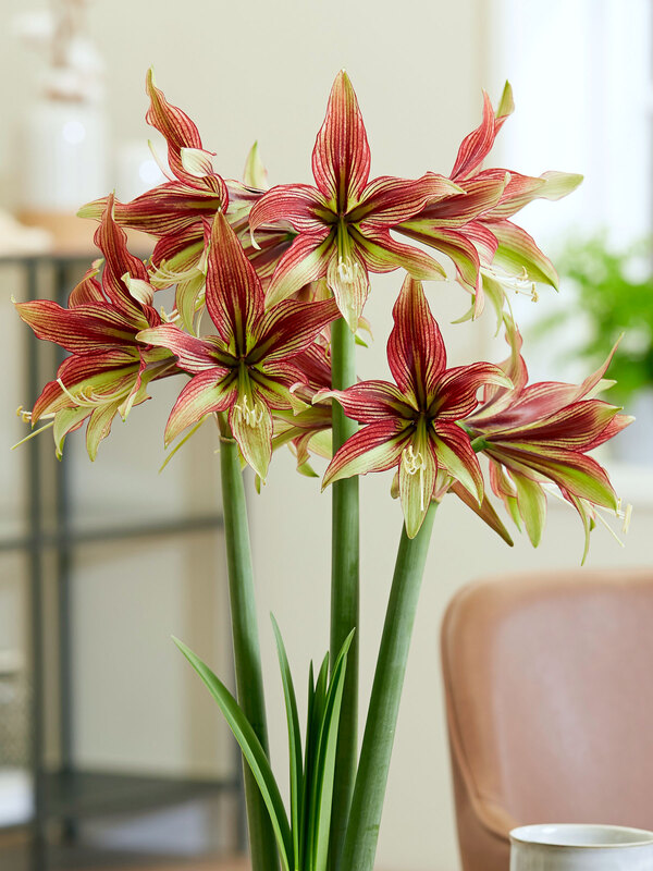 Amaryllis Mystica