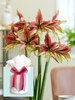 Amaryllis Mystica