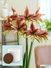 Amaryllis Mystica