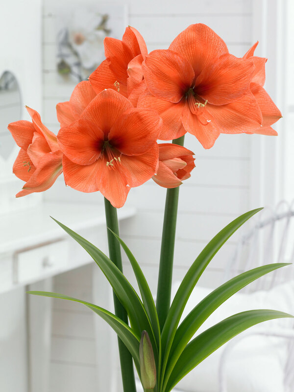 Amaryllis Naranja