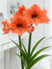 Amaryllis Naranja