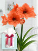 Amaryllis Naranja