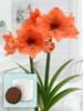 Amaryllis Naranja