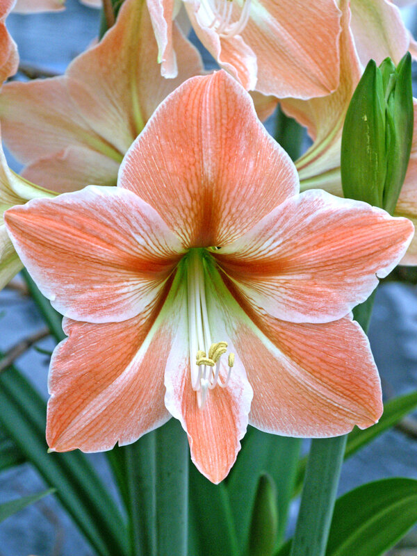 Amaryllis Apricot Parfait