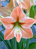 Amaryllis Apricot Parfait