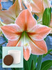 Amaryllis Apricot Parfait