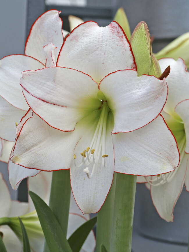 Amaryllis Picotee