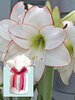 Amaryllis Picotee