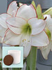 Amaryllis Picotee