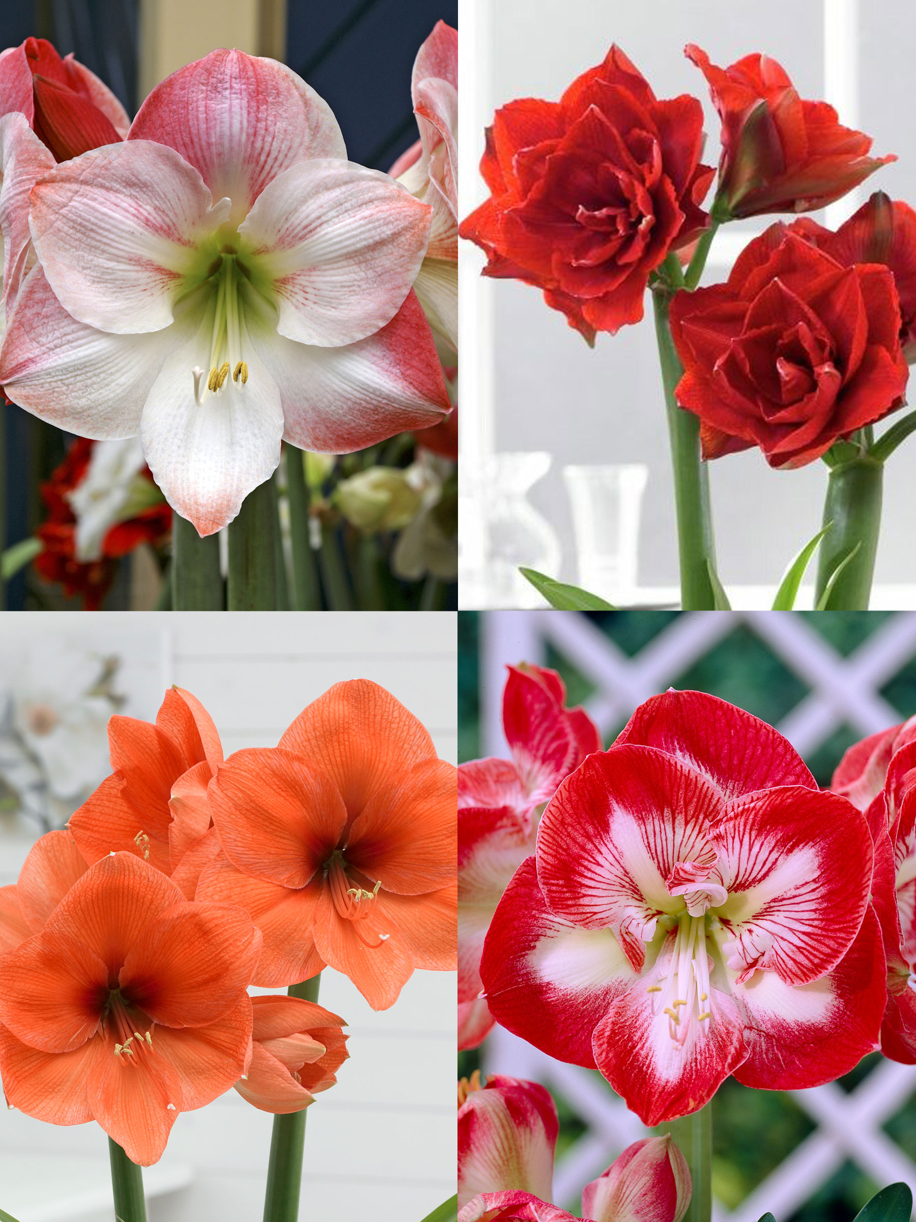 Amaryllis Merry Mix Collection | Bluestone Perennials