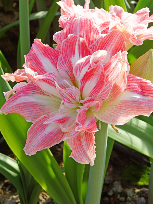 Amaryllis Pretty Nymph