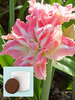 Amaryllis Pretty Nymph