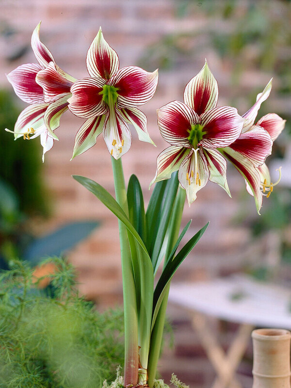Amaryllis Papilio