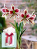 Amaryllis Papilio