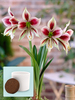 Amaryllis Papilio