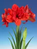 Amaryllis Red Glory