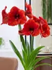 Amaryllis Red Glitter Wax