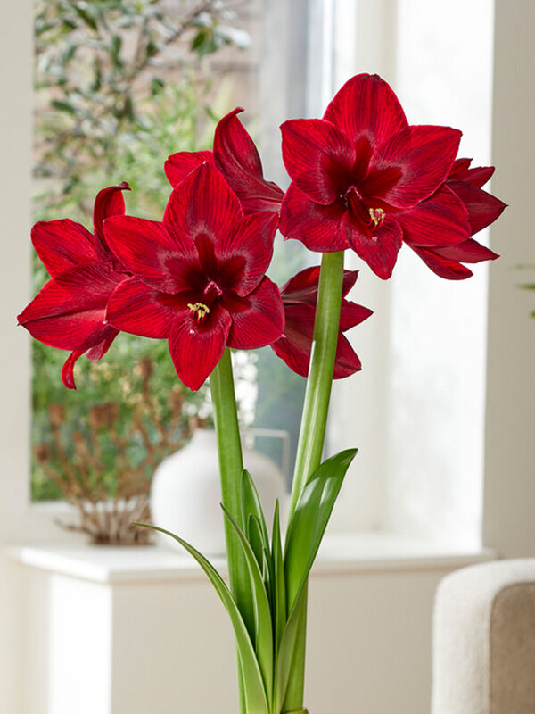 Amaryllis Red Pearl