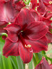 Amaryllis Red Pearl