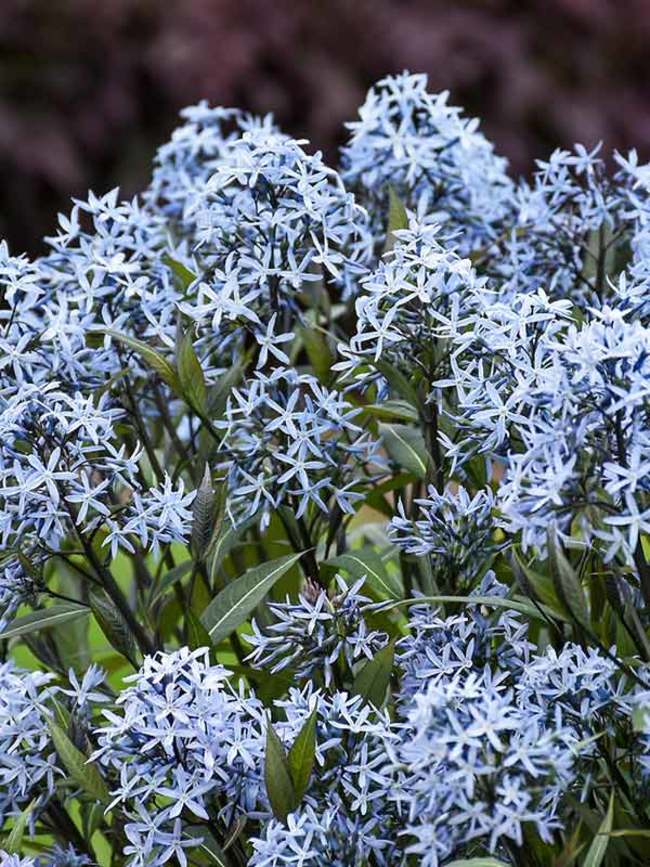 Amsonia Storm Cloud