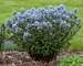 Amsonia Storm Cloud