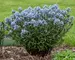 Amsonia Storm Cloud