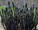 Amsonia Storm Cloud