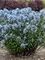 Amsonia Storm Cloud