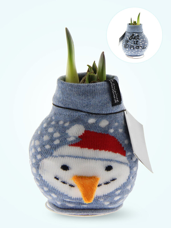 Amaryllis Snowman Fashion Wax
