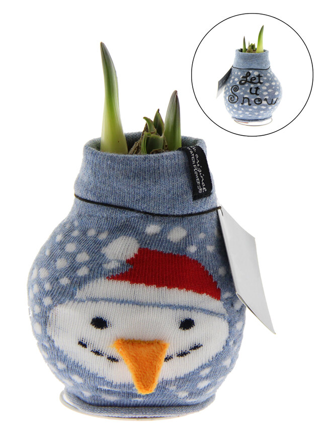 Amaryllis Snowman Fashion Wax