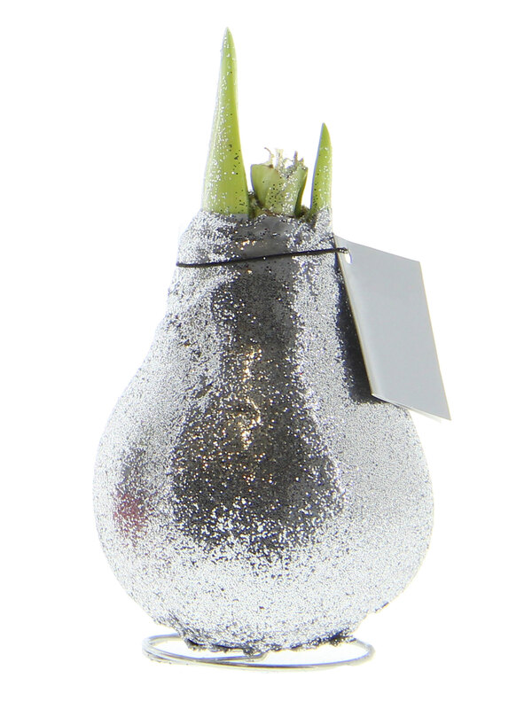 Amaryllis Silver Glitter