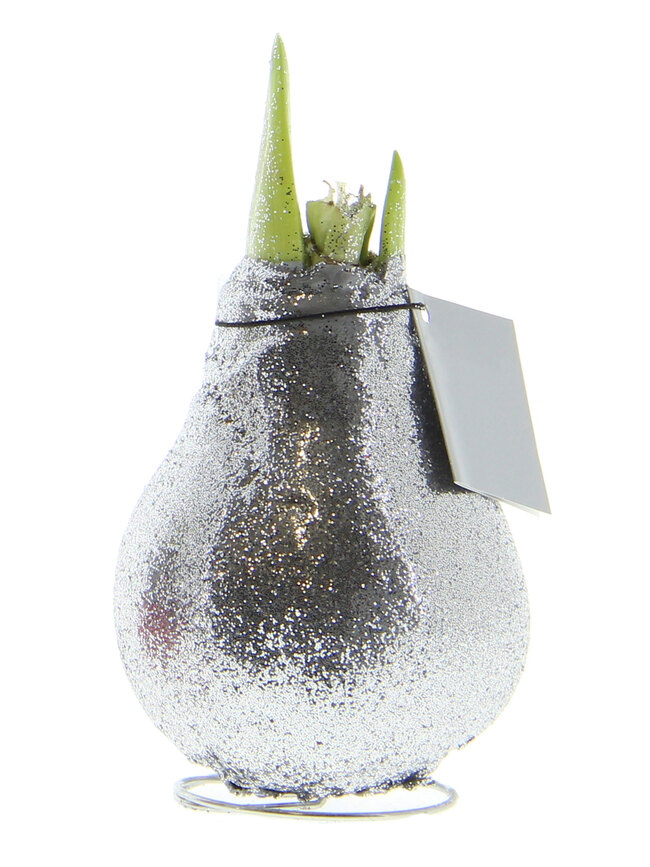 Amaryllis Silver Glitter