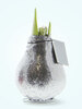 Amaryllis Silver Glitter
