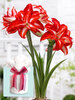 Amaryllis Splash