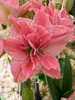Amaryllis Sweet Nymph