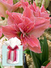 Amaryllis Sweet Nymph