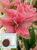 Amaryllis Sweet Nymph