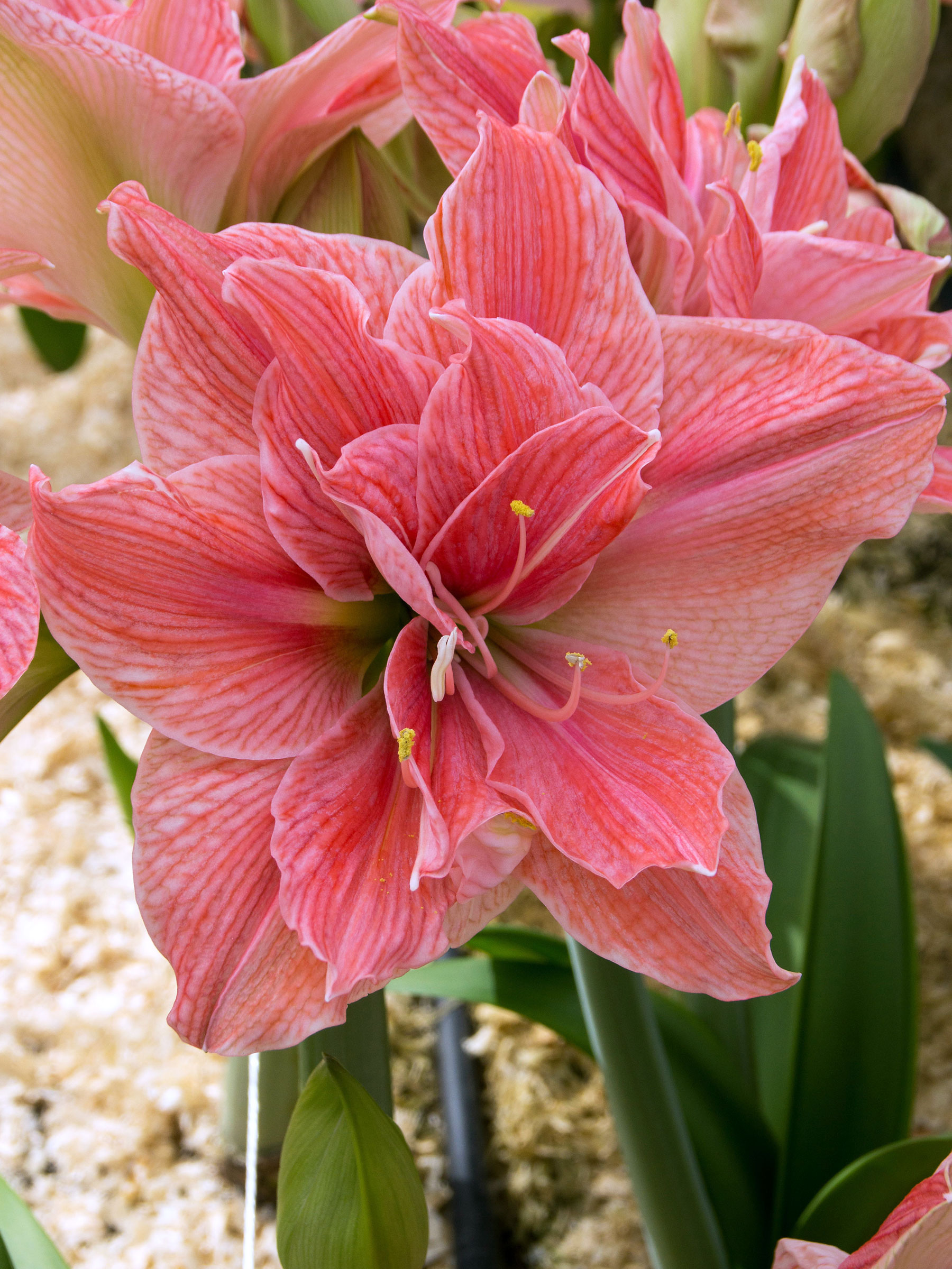 Amaryllis Sweet Nymph | Bluestone Perennials