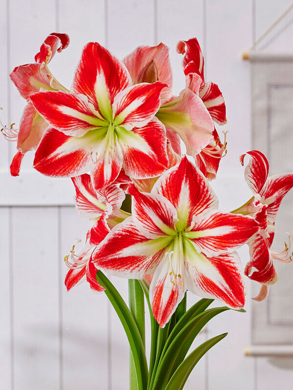 Amaryllis Spartacus