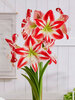 Amaryllis Spartacus