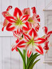 Amaryllis Spartacus
