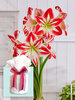 Amaryllis Spartacus