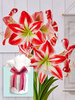 Amaryllis Spartacus
