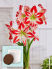 Amaryllis Spartacus