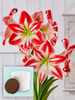Amaryllis Spartacus